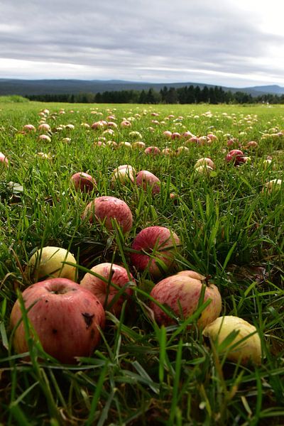 Under an apple tree in autumn by Claude Laprise