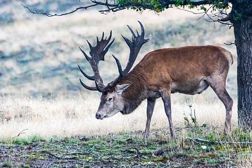 Hubertus Edelhert Hoge Veluwe