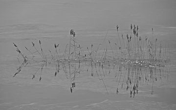 Schilf in gefrorenem Hochwasser in Schwarz und Weiß von Jose Lok