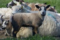 Lamb