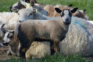 Lamb by A'da de Bruin
