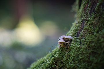 Forest love by Basti´s Pix und Raus