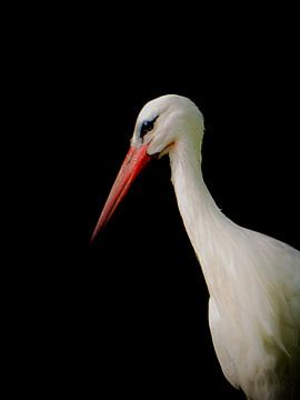 Storch von Bianca  Hinnen