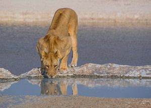 Lion buvant à un point d'eau sur Peter Moerman