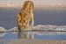 Drinkende leeuw bij een waterpoel van Peter Moerman