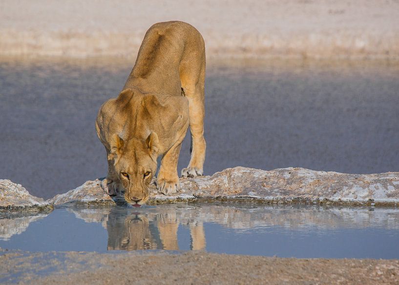 Trinkender Löwe an einer Wasserstelle von Peter Moerman