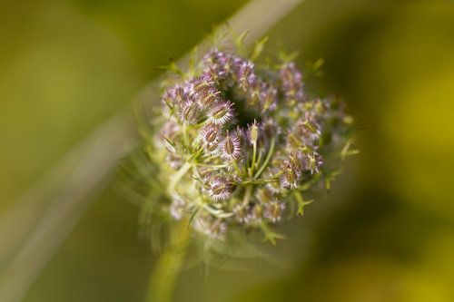 Wilde Peen (Daucus Carota)