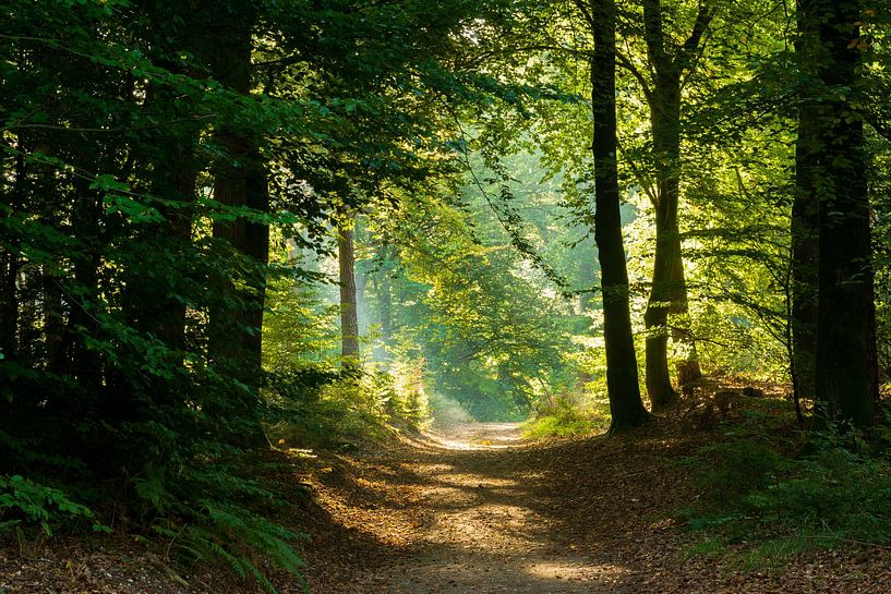 Herbstmorgen im Wald von René Jonkhout
