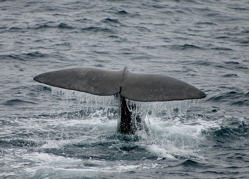 NORTH CAP by Dick Mostaard