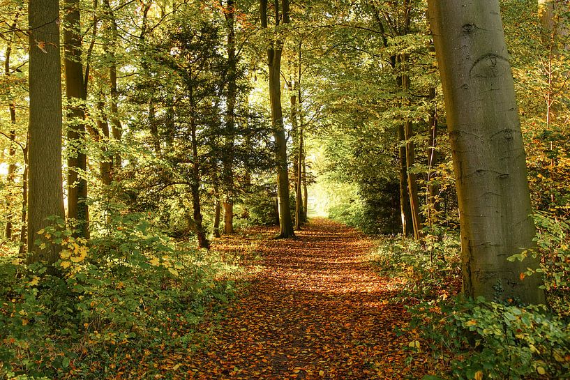 Chemin forestier par Dirk van Egmond