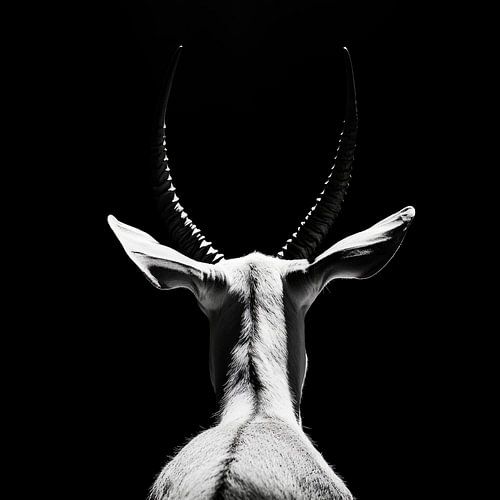 Silhouet antilope