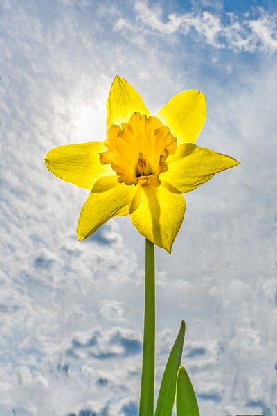 Yellow daffodil / daffodil bell in direct backlight in front of the sun with cloudy sky by Hans-Jürgen Janda