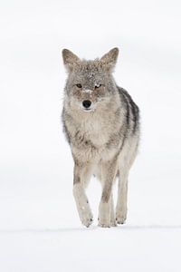 Kojote ( Canis latrans ) im Winter, frontale Ansicht