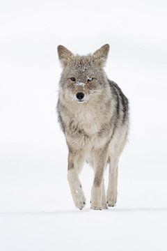 Coyote ( Canis latrans ), in winter, frontal shot