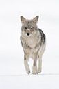 Kojote ( Canis latrans ) im Winter, frontale Ansicht van wunderbare Erde thumbnail