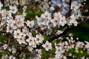 Frühlingsblüte Pflaumenbaum