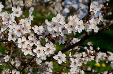 Voorjaarsbloesem pruimenboom van Corinne Welp