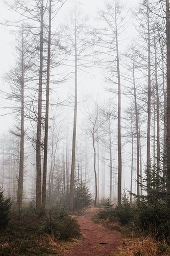 Bomen in de mist