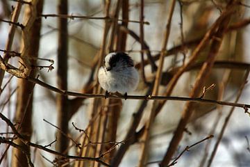 Mésange à longue queue