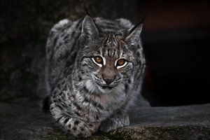 Een lynx op een donker plan zit en kijkt ironisch genoeg. Grote kat is streng en mooi. van Michael Semenov