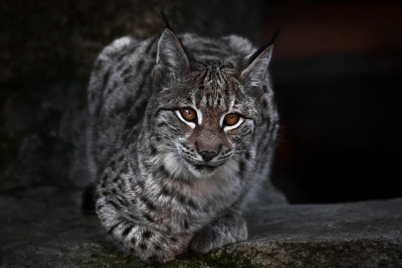 Een lynx op een donker plan zit en kijkt ironisch genoeg. Grote kat is streng en mooi. van Michael Semenov