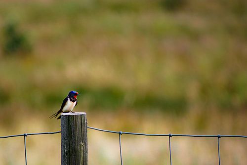 L'hirondelle au repos
