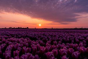 champ de tulipes au lever du soleil sur Samantha Rorijs