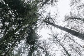 High conifers in the Flemish Ardennes by Floor Bogaerts