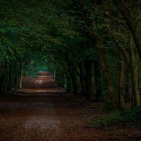 L'automne dans le Speulderbos sur Kim Claessen