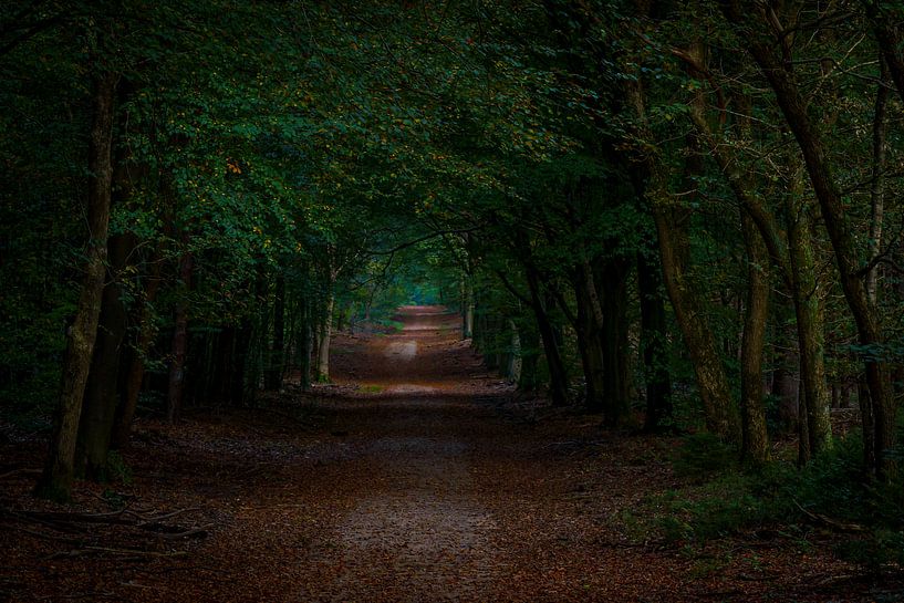 Herbst im Speulderbos von Kim Claessen