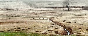 Prairies humides