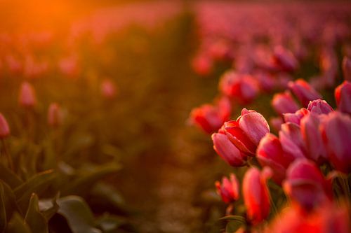 tulips in evening light