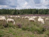 Grazende schapen op de bloeiende paarse heide van Robin Jongerden thumbnail