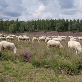Weidende Schafe auf der blühenden violetten Heidelandschaft von Robin Jongerden