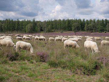 Grazende schapen op de bloeiende paarse heide van Robin Jongerden