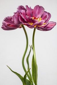 Tulip with Mirror Image. by Renee Klein