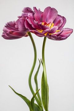 Tulp met Spiegelbeeld. van Renee Klein