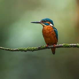 Björn van den Berg profielfoto