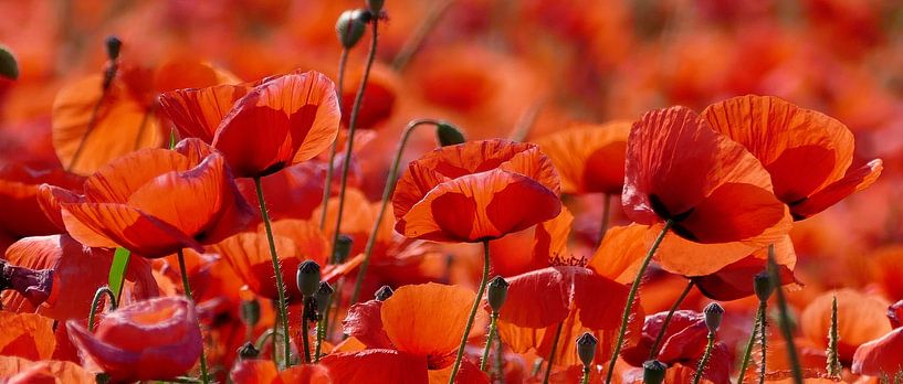 Joie de vivre, bright red by christine b-b müller