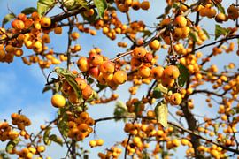 Reife Früchte von einem Zierapfelbaum am Straßenrand