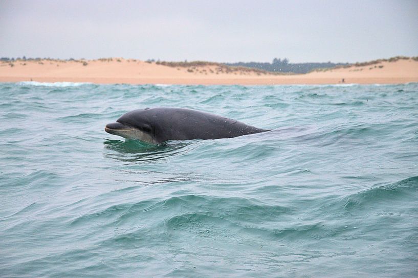 Dolfijn van Merijn Loch