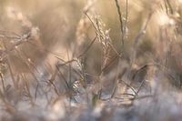 weiß und beige