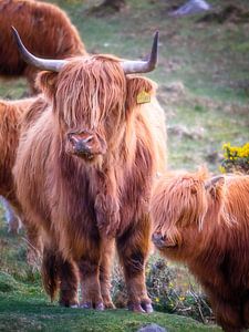 Highlander cows