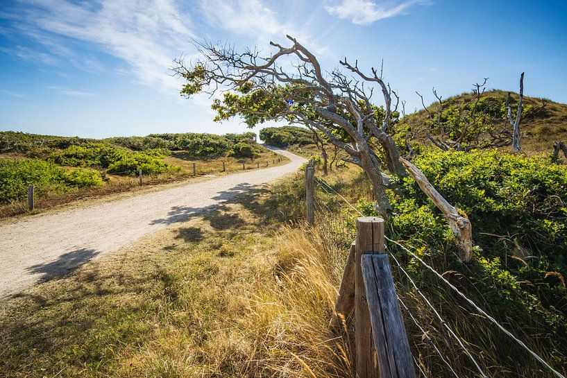 Strangely shaped tree in the wind on the coast in the dunes of Domburg by Fotografiecor .nl