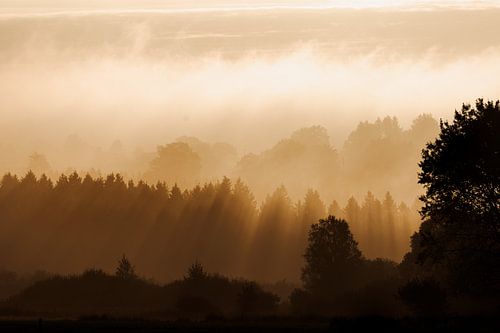Mistig heuvellandschap