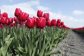 Tulpen by Kerstin Lotze