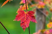 Rood herfstblad aan de boom