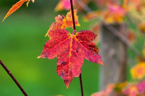 Rood herfstblad aan de boom