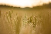 Waving Wheatfield