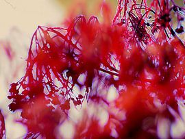 Japanese maple by Anita Snik-Broeken